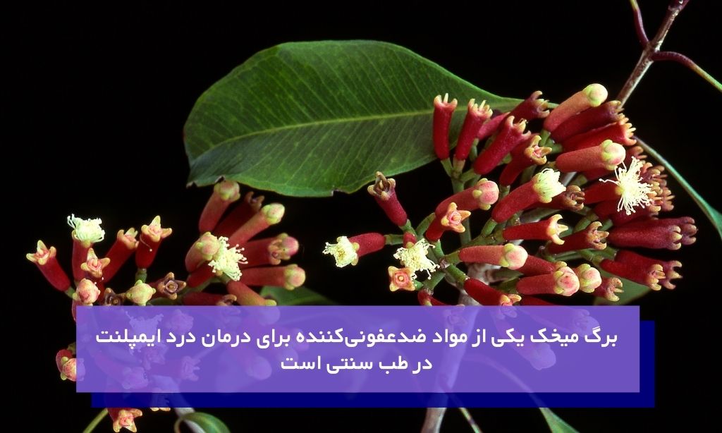 برگ میخک یکی از مواد ضدعفونی‌کننده برای درمان درد ایمپلنت در طب سنتی