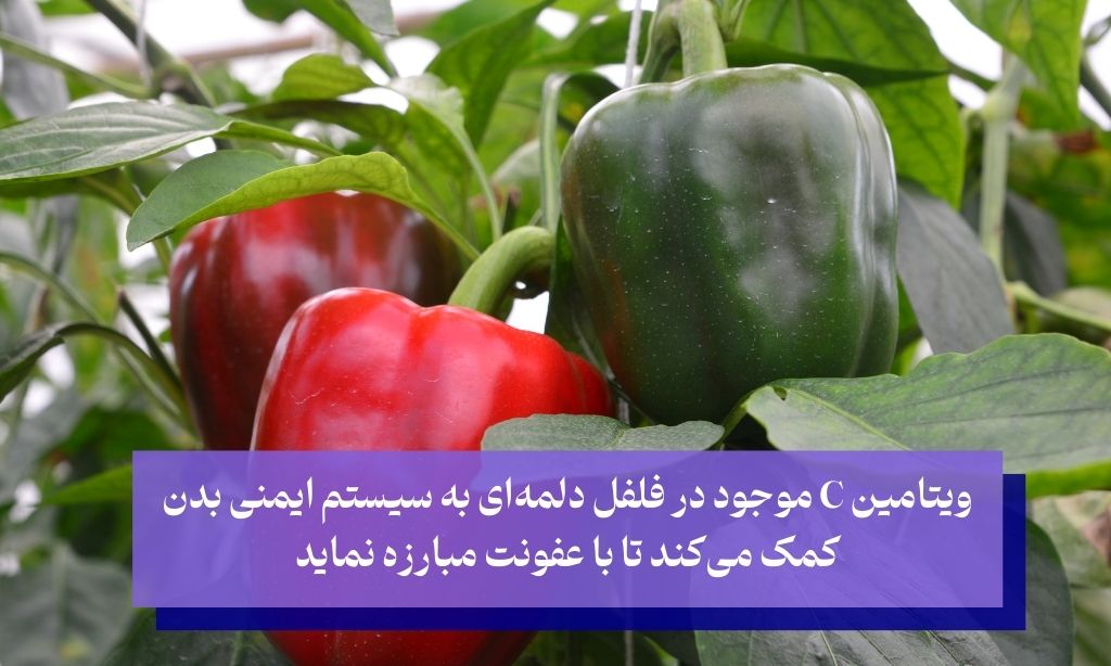 تامین ویتامین c بدن با فلفل دلمه ای برای تقویت سیستم ایمنی