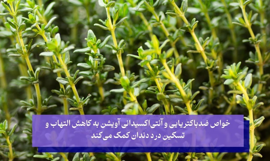 آویشن گیاهی قدرتمند برای درمان دندان درد