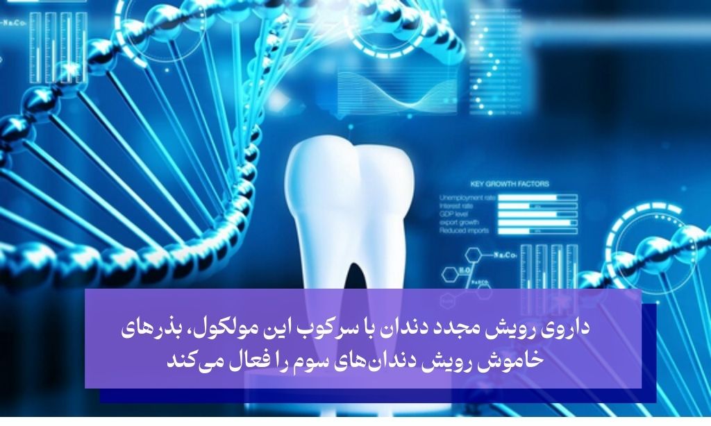 رویش مجدد دندان با استفاده از RNA؛ امیدی نوین در پزشکی دندانپزشکی