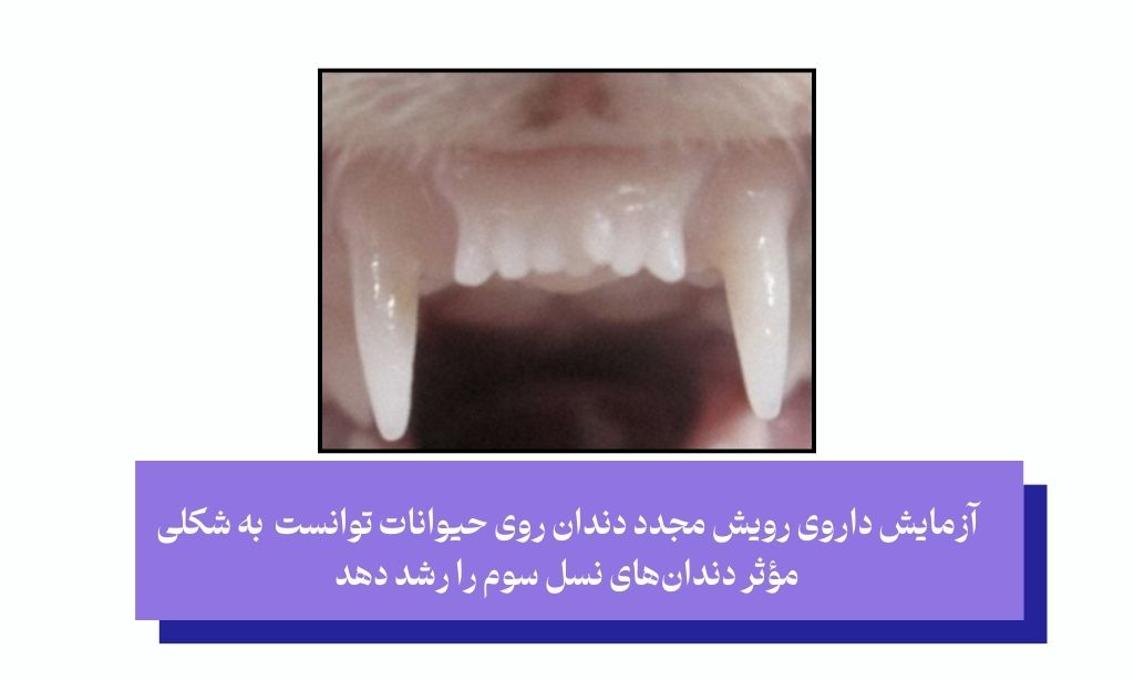 نتایج آزمایش‌های حیوانی درباره داروی رویش مجدد دندان