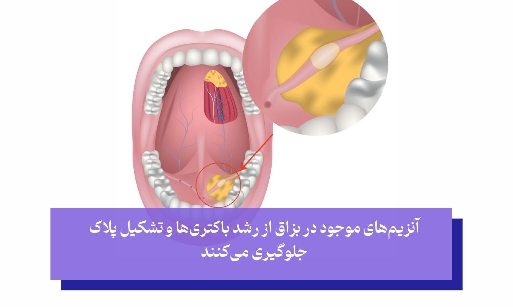 مهم‌ترین وظایف بزاق دهان