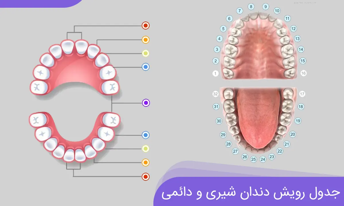 روند رویش دندان شیری و دائمی جدول زمانی عکس باکیفیت تاج دنتال کلینیک